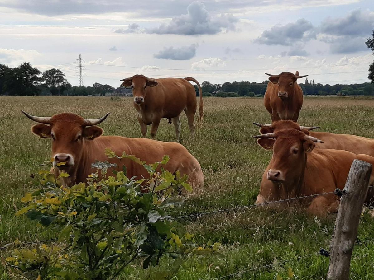 Landelijk Gelegen Huisje Op Erf Veeningen Екстериор снимка