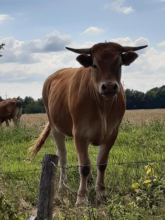 Landelijk Gelegen Huisje Op Erf Veeningen Екстериор снимка